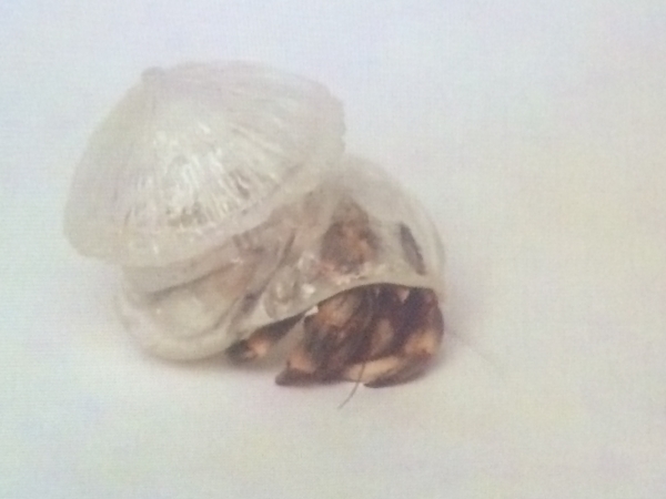 Why not hand over another shelter to hermit crabs 06
